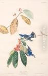 Azure Warbler Azure Warbler