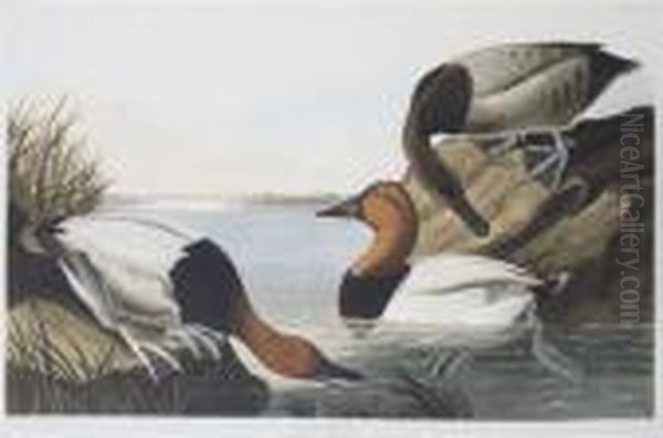 Backed Duck - view 1