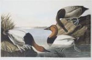 Backed Duck by John James Audubon