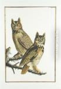 Great Horned Owl