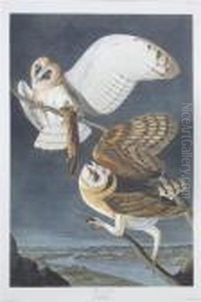 Barn Owl - view 1