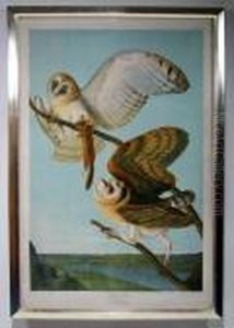 Barn Owl Barn Owl