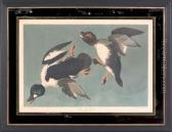 Duck - view 1