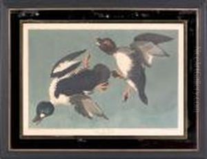 Duck by John James Audubon