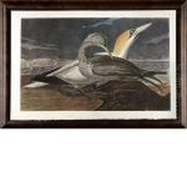 Gannet - view 1