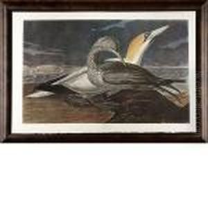 Gannet Gannet