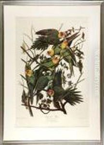 Carolina Parrot by John James Audubon