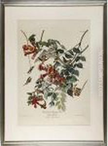 Ruby-throated Humming Bird by John James Audubon
