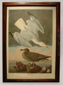 Herring Gull by John James Audubon