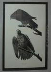 Labrador Falcon