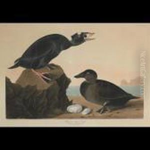 Black Or Surf Duck, Plate Cccxvii by John James Audubon
