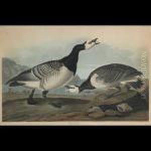 Barnacle Goose, Plate Ccxcvi Barnacle Goose, Plate Ccxcvi