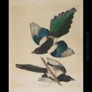 American Magpie, Plate Ccclvii by John James Audubon
