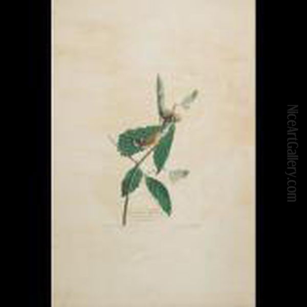 Swainson""""s Warbler, Plate 50 - view 1