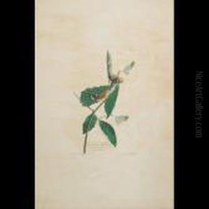 Swainson""""s Warbler, Plate 50 by John James Audubon