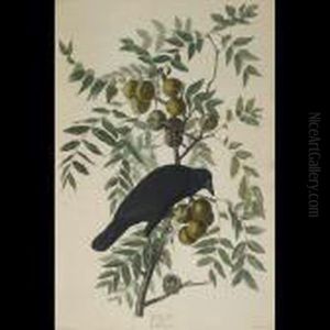 American Crow, Plate Clvi American Crow, Plate Clvi
