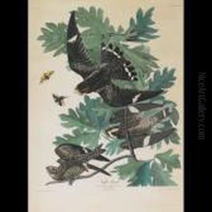Night Hawk, Plate Cxlvii
