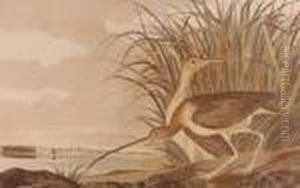 Long Billed Curlew