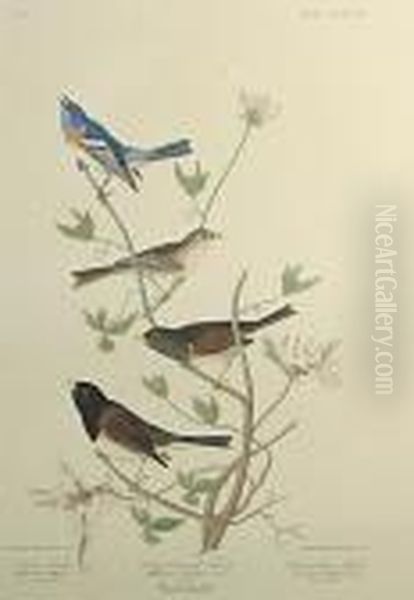 Lazuli Finch - view 1