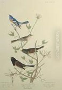 Lazuli Finch by John James Audubon