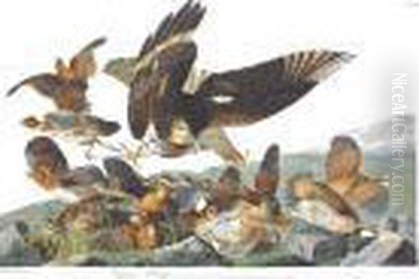 Virginian Partridge - view 1