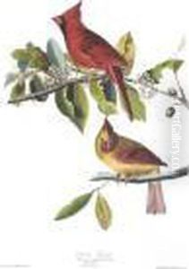 Cardinal Grosbeak by John James Audubon
