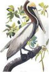 Brown Pelican