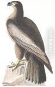 The Bird Of Washington
Or
The Great American Sea Eagle by John James Audubon