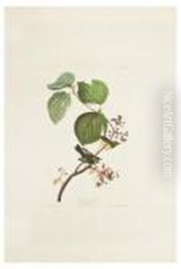 Pine Swamp Warbler by John James Audubon