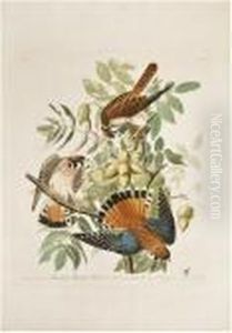 American Sparrow Hawk. [plate Cxlii]. by John James Audubon