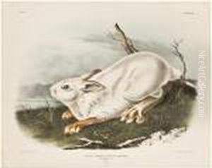 Northern Hare... Winter