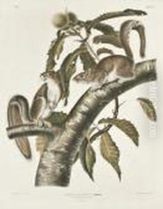 Carolina Grey Squirrel