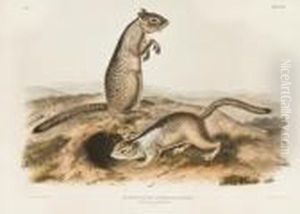 Spermophilus Douglassii, Richardson.douglasses Spermophile.