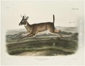 Long Tailed Deer. [pl. 117].