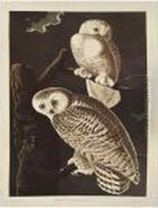 The Birds Of America by John James Audubon