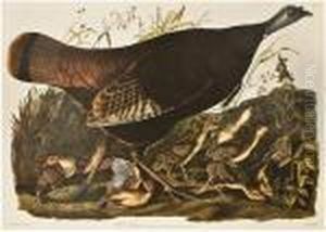 Thebirds Of America by John James Audubon
