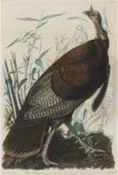 Wild Turkey - view 1