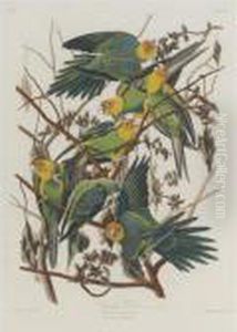 Carolina Parrot by John James Audubon