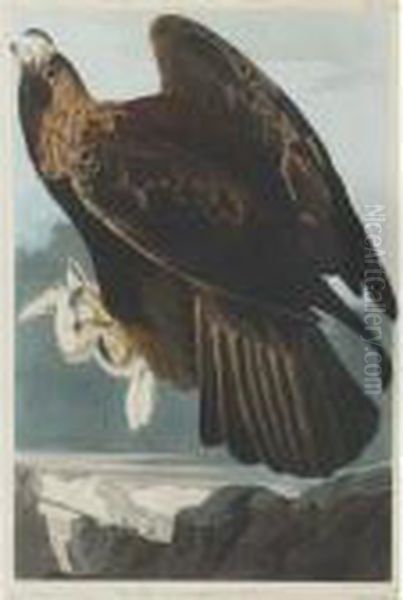 Golden Eagle - view 1