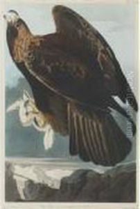 Golden Eagle by John James Audubon