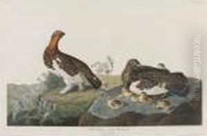 Willow Grous Or Large Ptarmigan by John James Audubon