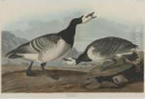 Barnacle Goose by John James Audubon