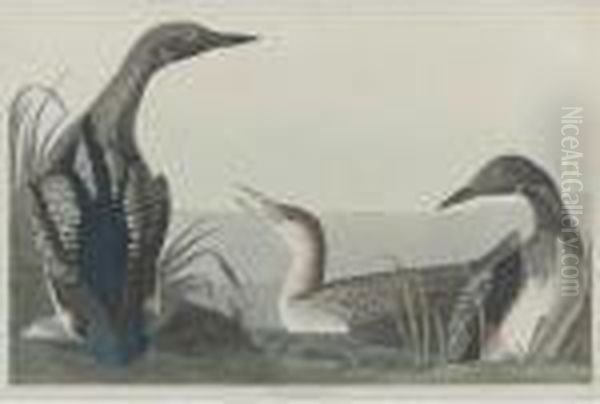 Black Throated Diver - view 1