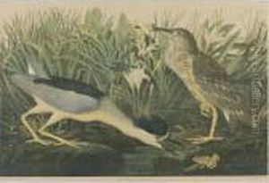 Night Heron (plate 363)