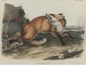 American Badger