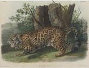 The Jaguar, Female The Jaguar, Female