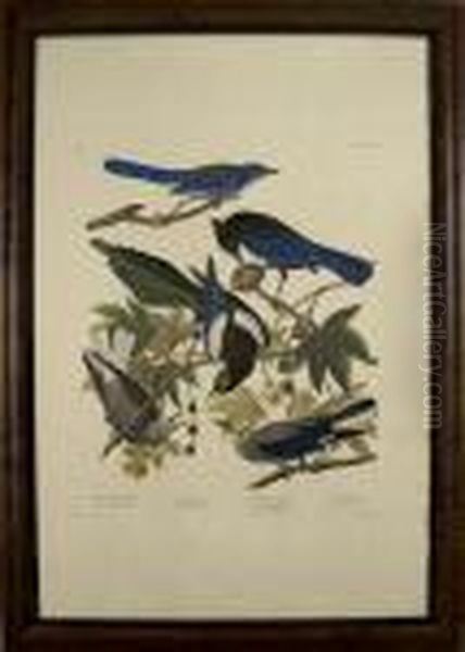 Yellow Billed Magpie.... - view 1