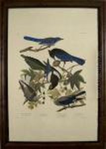 Yellow Billed Magpie.... Yellow Billed Magpie....