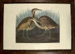 American Bittern