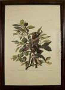 Ground Dove